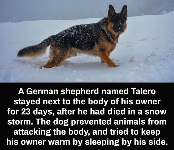 A faithful German Shepherd stayed by its owner's side even after they passed away, for 23 days. - Huff Daily